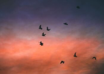 Aves migratorias en formación durante su vuelo anual entre continentes.