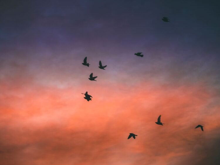 Aves migratorias en formación durante su vuelo anual entre continentes.