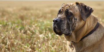 Mastín ganadero protegiendo ganado en campo extensivo de Asturias.