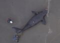 Chubut realiza un seguimiento permanente de los varamientos de ballena franca austral registrados durante la temporada 2026