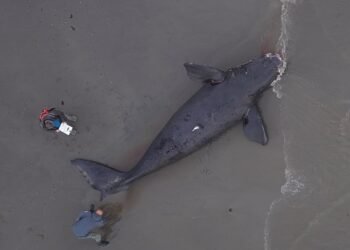 Chubut realiza un seguimiento permanente de los varamientos de ballena franca austral registrados durante la temporada 2026