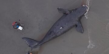 Chubut realiza un seguimiento permanente de los varamientos de ballena franca austral registrados durante la temporada 2026