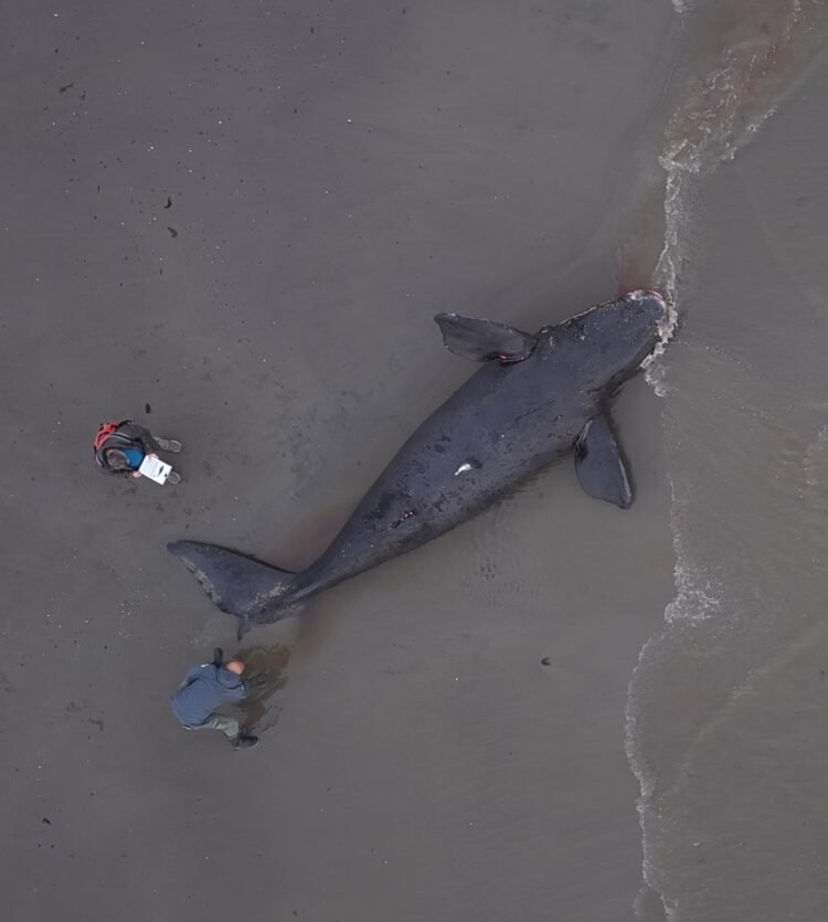 Chubut realiza un seguimiento permanente de los varamientos de ballena franca austral registrados durante la temporada 2026