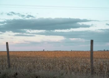 Campo de colza de invierno en las Grandes Llanuras de Estados Unidos durante la cosecha.