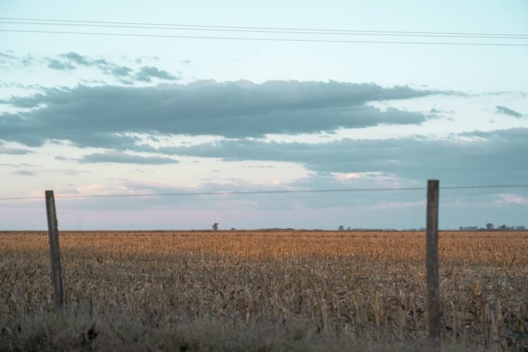 Campo de colza de invierno en las Grandes Llanuras de Estados Unidos durante la cosecha.