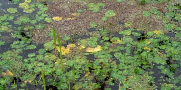 Jardín de lluvia con vegetación nativa filtrando agua pluvial urbana