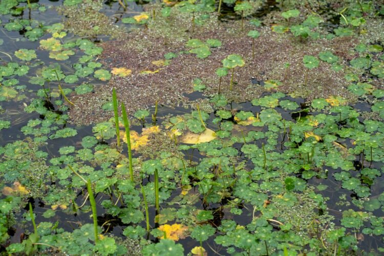 Jardín de lluvia con vegetación nativa filtrando agua pluvial urbana
