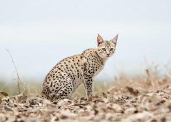 Pequeño felino silvestre en bosque nuboso similar al hábitat del Leopardus tilcayo en Bolivia.