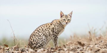 Pequeño felino silvestre en bosque nuboso similar al hábitat del Leopardus tilcayo en Bolivia.