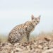 Pequeño felino silvestre en bosque nuboso similar al hábitat del Leopardus tilcayo en Bolivia.