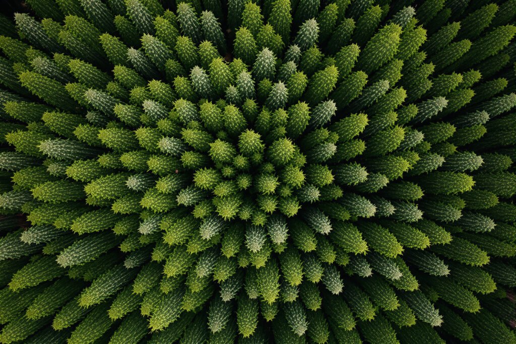 Vista aérea de bosque mixto con diversidad de especies arbóreas, representando la resiliencia forestal ante el cambio climáti