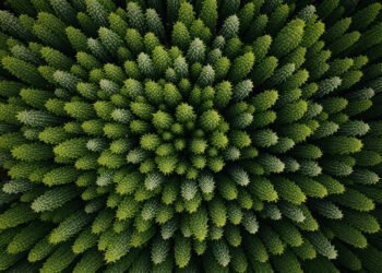 Vista aérea de bosque mixto con diversidad de especies arbóreas, representando la resiliencia forestal ante el cambio climáti