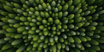 Vista aérea de bosque mixto con diversidad de especies arbóreas, representando la resiliencia forestal ante el cambio climáti