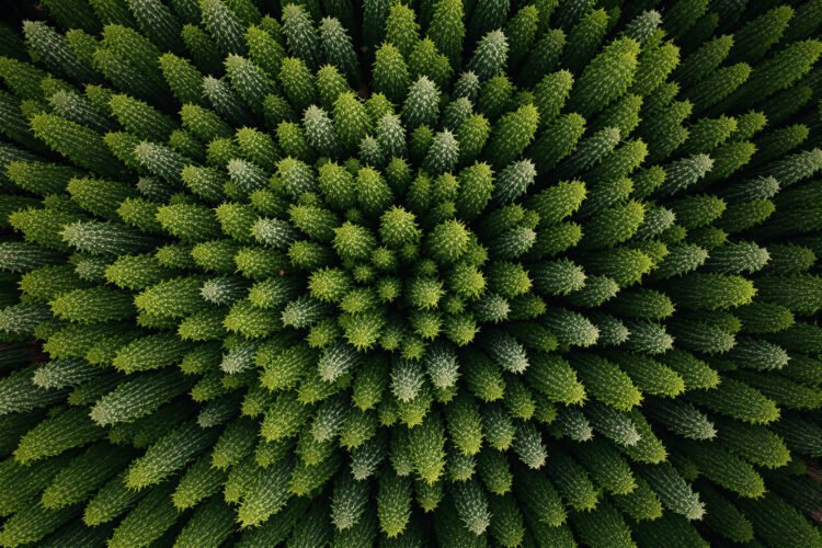 Vista aérea de bosque mixto con diversidad de especies arbóreas, representando la resiliencia forestal ante el cambio climáti