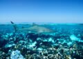 Tiburón nodriza del Pacífico nadando cerca de arrecife coralino en aguas tropicales de Costa Rica.