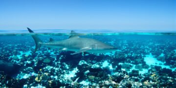 Tiburón nodriza del Pacífico nadando cerca de arrecife coralino en aguas tropicales de Costa Rica.