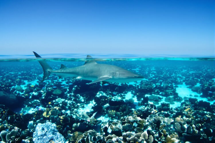 Tiburón nodriza del Pacífico nadando cerca de arrecife coralino en aguas tropicales de Costa Rica.