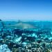 Tiburón nodriza del Pacífico nadando cerca de arrecife coralino en aguas tropicales de Costa Rica.
