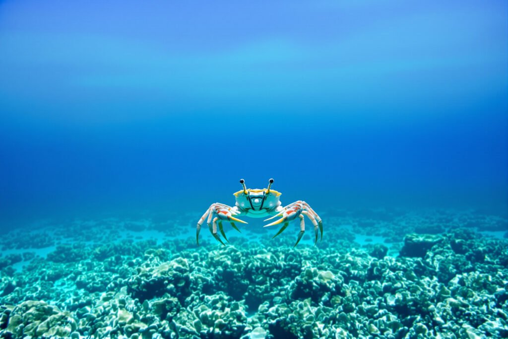 Cangrejo rey del Caribe sobre el lecho marino del arrecife mesoamericano.
