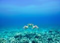 Cangrejo rey del Caribe sobre el lecho marino del arrecife mesoamericano.