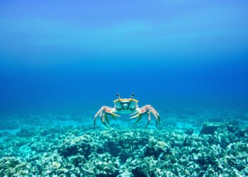 Cangrejo rey del Caribe sobre el lecho marino del arrecife mesoamericano.