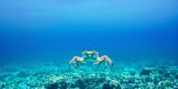 Cangrejo rey del Caribe sobre el lecho marino del arrecife mesoamericano.