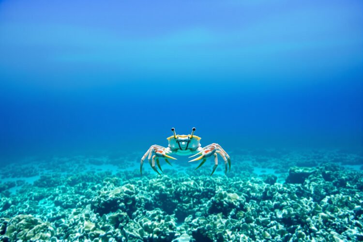 Cangrejo rey del Caribe sobre el lecho marino del arrecife mesoamericano.