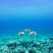 Cangrejo rey del Caribe sobre el lecho marino del arrecife mesoamericano.