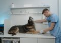Perro recibiendo atención veterinaria en una clínica, representando el cuidado de mascotas enfermas.