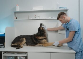 Perro recibiendo atención veterinaria en una clínica, representando el cuidado de mascotas enfermas.