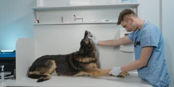 Perro recibiendo atención veterinaria en una clínica, representando el cuidado de mascotas enfermas.