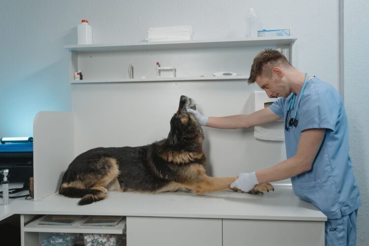 Perro recibiendo atención veterinaria en una clínica, representando el cuidado de mascotas enfermas.