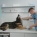 Perro recibiendo atención veterinaria en una clínica, representando el cuidado de mascotas enfermas.