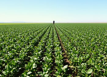 Campo de soja en las regiones norteñas de Argentina durante la temporada de siembra.