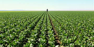 Campo de soja en las regiones norteñas de Argentina durante la temporada de siembra.
