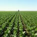 Campo de soja en las regiones norteñas de Argentina durante la temporada de siembra.