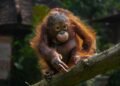 Orangután bebé en el bosque tropical de Sumatra, Indonesia, hábitat natural de la especie.