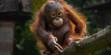 Orangután bebé en el bosque tropical de Sumatra, Indonesia, hábitat natural de la especie.