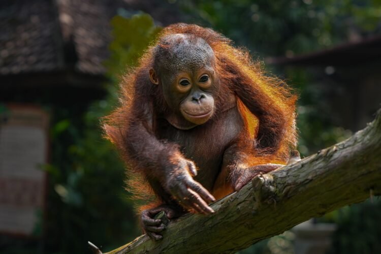 Orangután bebé en el bosque tropical de Sumatra, Indonesia, hábitat natural de la especie.