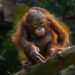 Orangután bebé en el bosque tropical de Sumatra, Indonesia, hábitat natural de la especie.