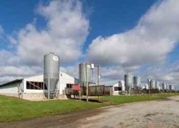 Instalaciones de una granja avícola industrial en Argentina