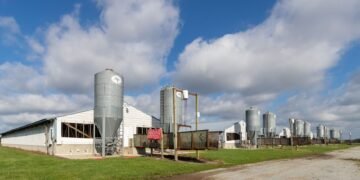 Instalaciones de una granja avícola industrial en Argentina