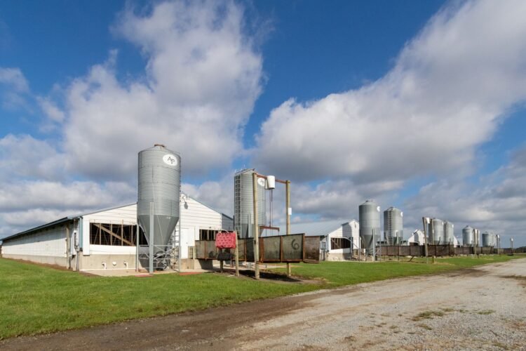 Instalaciones de una granja avícola industrial en Argentina