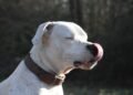 Perro de raza dogo argentino, vinculado a debates sobre tenencia responsable en Córdoba tras ataques fatales.