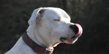 Perro de raza dogo argentino, vinculado a debates sobre tenencia responsable en Córdoba tras ataques fatales.