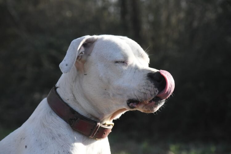 Perro de raza dogo argentino, vinculado a debates sobre tenencia responsable en Córdoba tras ataques fatales.