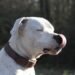 Perro de raza dogo argentino, vinculado a debates sobre tenencia responsable en Córdoba tras ataques fatales.
