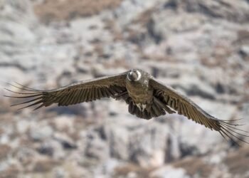 Cóndor andino volando sobre las montañas de la Patagonia con alas desplegadas.