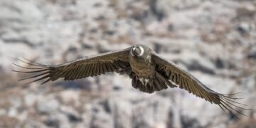 Cóndor andino volando sobre las montañas de la Patagonia con alas desplegadas.