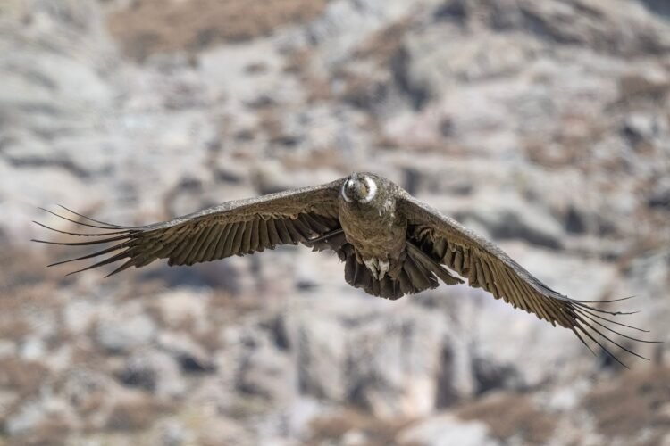 Cóndor andino volando sobre las montañas de la Patagonia con alas desplegadas.